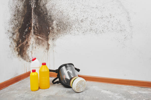 Mold Removal and Inspection in Westville, OK