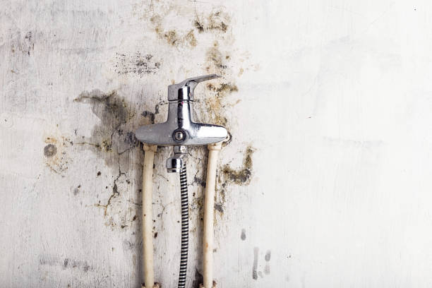 Best Same-Day Mold Removal  in Westville, OK