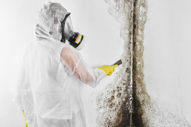 Best Office Mold Removal Services  in Westville, OK