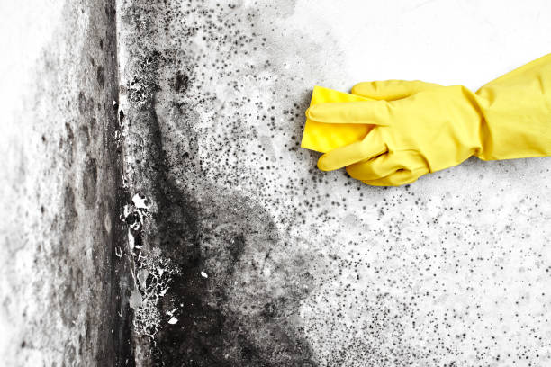 Best Mold Remediation  in Westville, OK