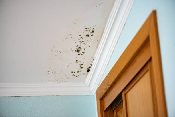 Best Mold Testing  in Westville, OK