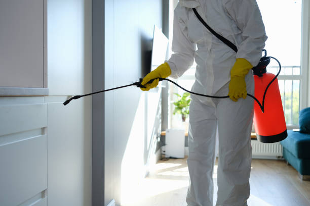 Best Mold Cleaning Services  in Westville, OK