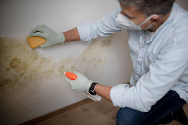 Best Commercial Mold Removal  in Westville, OK