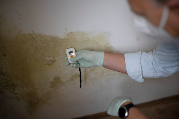 Best Certified Mold Removal  in Westville, OK