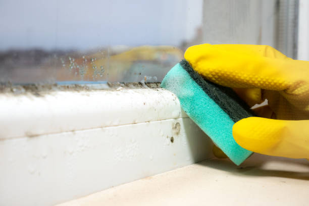 Best Emergency Mold Removal  in Westville, OK