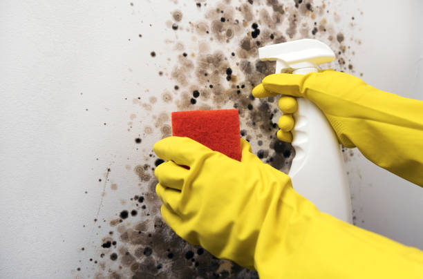 Mold Removal Process in Westville, OK