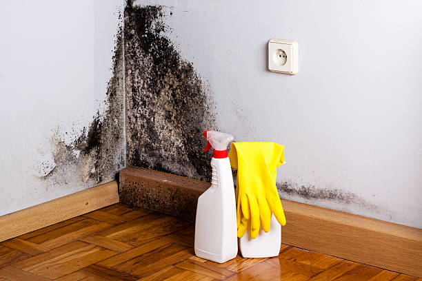 Best Mold Removal Near Me  in Westville, OK