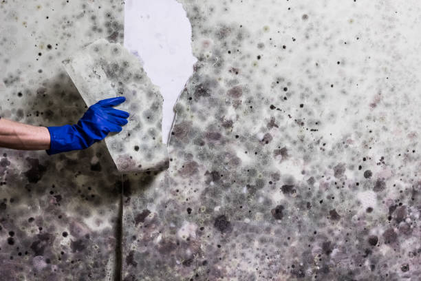 Attic Mold Removal in Westville, OK