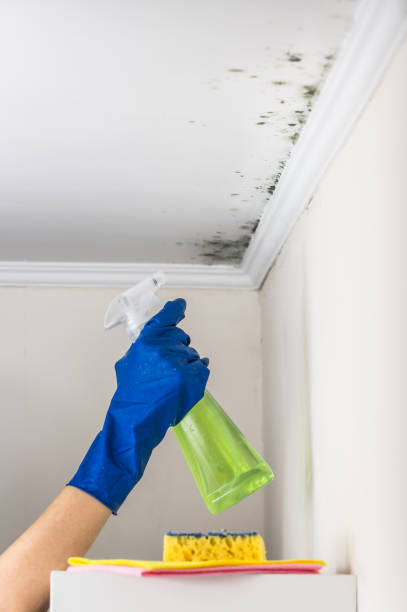 Professional Mold Removal in Westville, OK