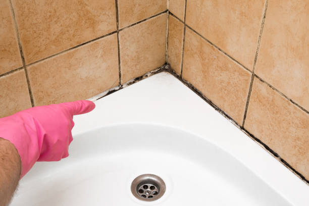  Westville, OK Mold Removal Pros