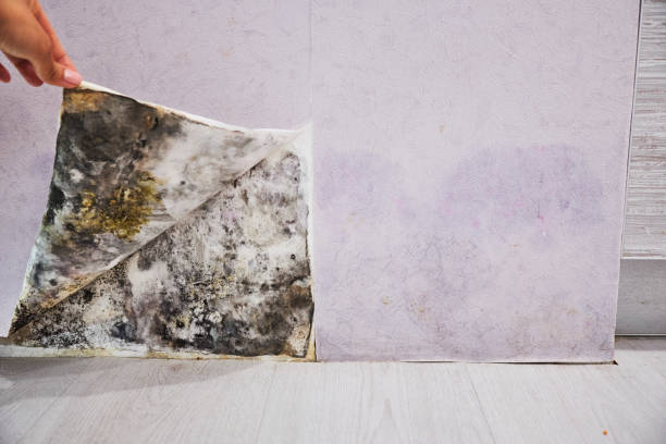 Best Professional Mold Removal  in Westville, OK